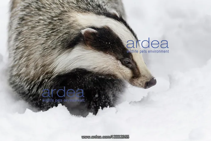 : Badger (Meles meles), in winter : Badger (Meles meles), in winter