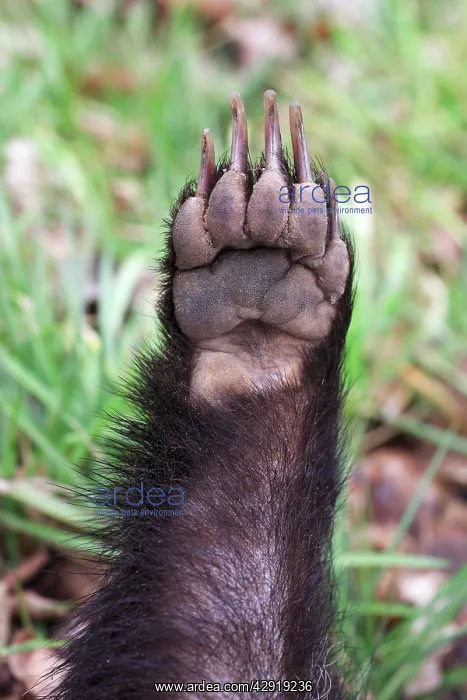 : Badger - paw showing powerful claws : Badger - paw showing powerful claws
