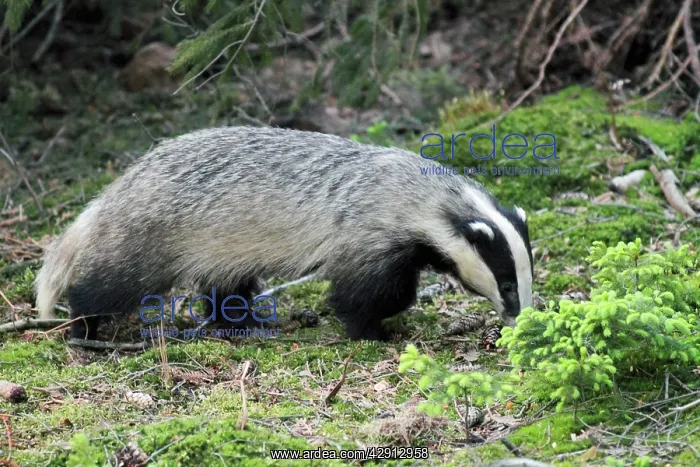 : Badger - searching for food in forest : Badger - searching for food in forest