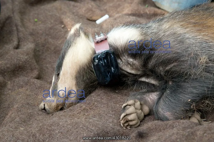 : Badger sedated wearing tracking collar