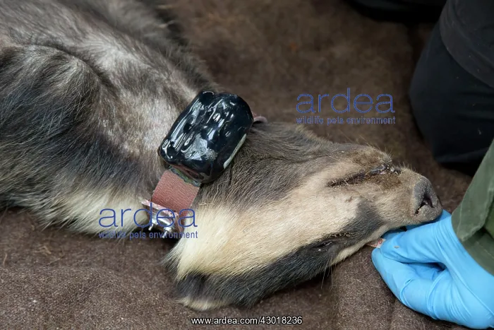  : Badger sedated wearing tracking collar