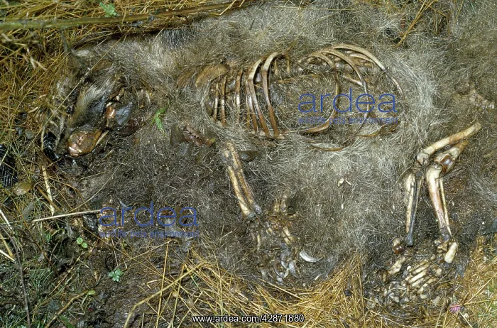  : Badger Skeleton - decomposition after four weeks