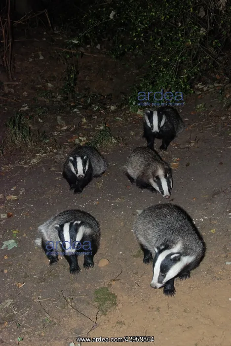 : Badger - social group : Badger - social group