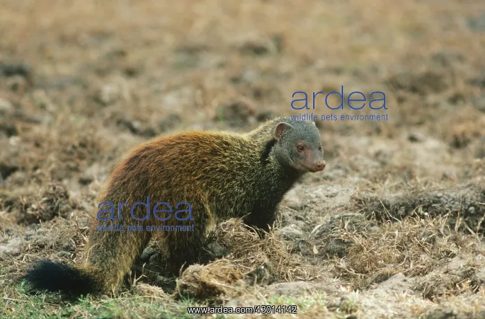 : Badger / Stripe-necked Mongoose : Badger / Stripe-necked Mongoose