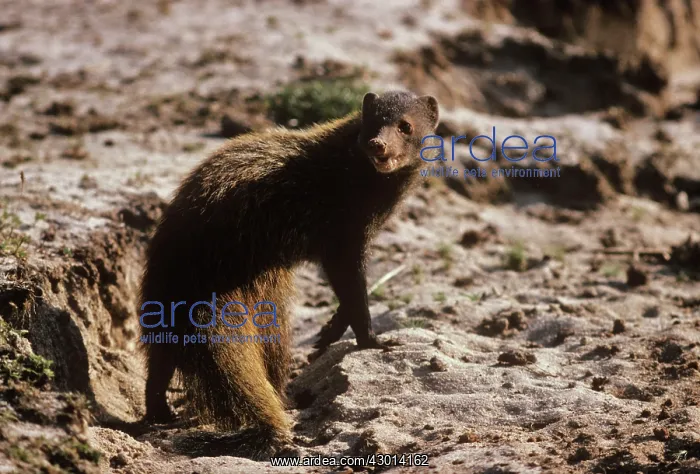  : Badger  /  Stripe-necked Mongoose - digging for sand frogs