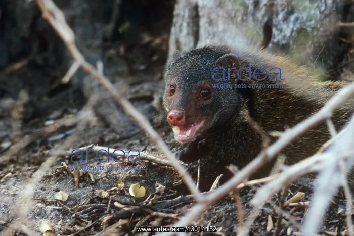 : Badger / Stripe-necked Mongoose - snarling : Badger / Stripe-necked Mongoose - snarling