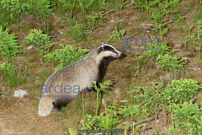 : Badger - in woodland - leaving sett : Badger - in woodland - leaving sett