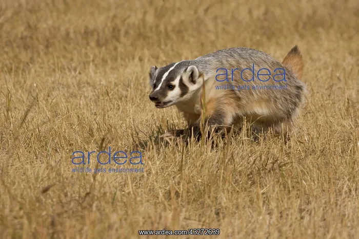 : Badger(Captive), Taxidea taxus, Widespread : Badger(Captive), Taxidea taxus, Widespread