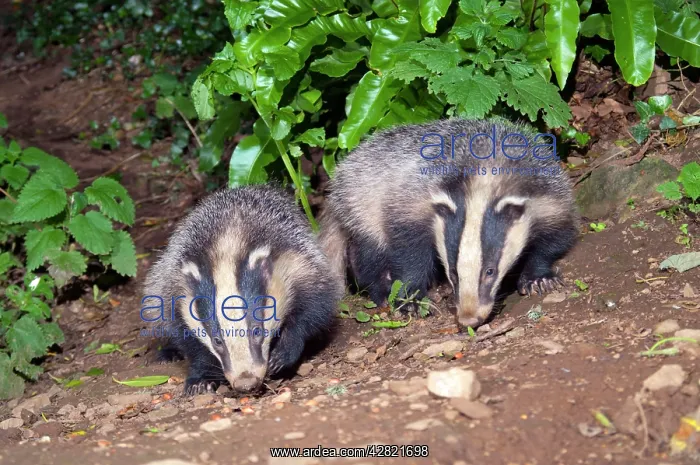 : Badgers - evening : Badgers - evening