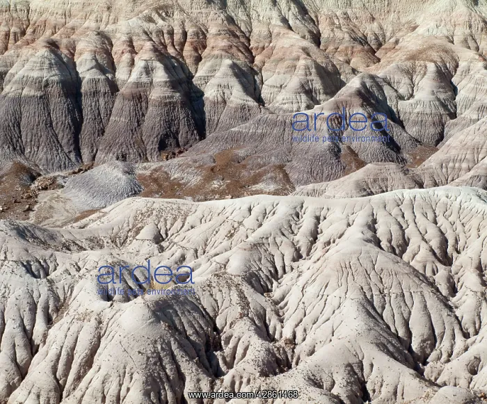 : Badland hills of bluish bentonite clay at Blue Mesa : Badland hills of bluish bentonite clay at Blue Mesa