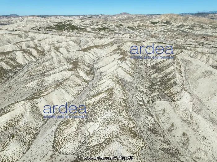 : Badlands. Aerial view. Drone shot. Granada province : Badlands. Aerial view. Drone shot. Granada province