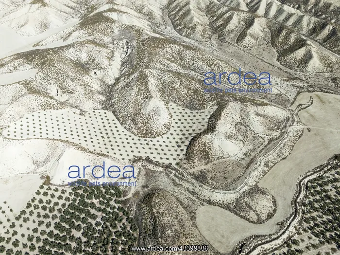: Badlands and cultivated olive trees (Olea europaea) : Badlands and cultivated olive trees (Olea europaea)