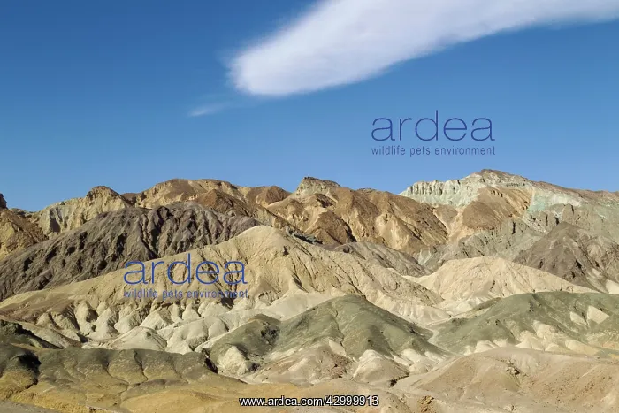 : The badlands at the eastern face of the Black Mountains : The badlands at the eastern face of the Black Mountains