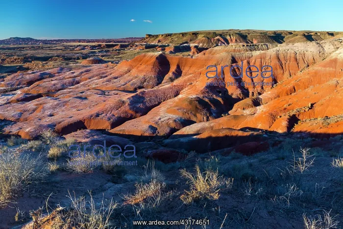 : Badlands, Petrified Forest National Park, Arizona : Badlands, Petrified Forest National Park, Arizona