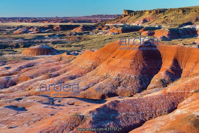 : Badlands, Petrified Forest National Park, Arizona : Badlands, Petrified Forest National Park, Arizona
