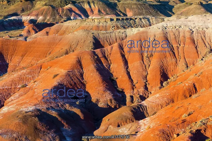 : Badlands, Petrified Forest National Park, Arizona : Badlands, Petrified Forest National Park, Arizona