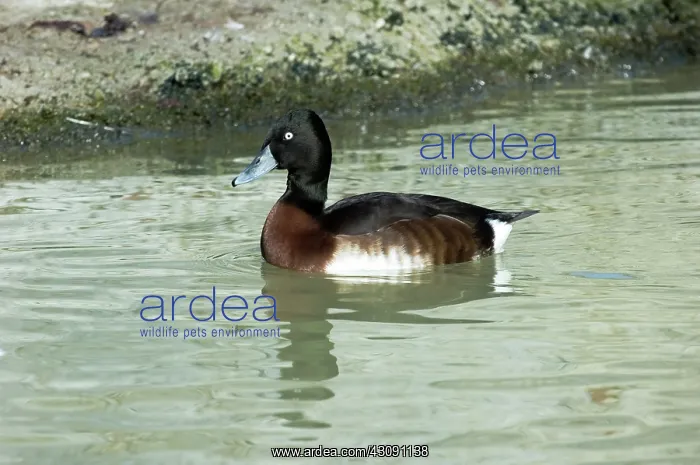 : Baer's Pochard : Baer's Pochard