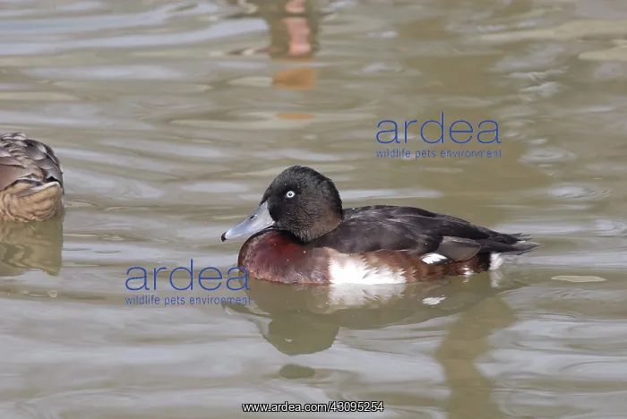 : Baer's Pochard : Baer's Pochard