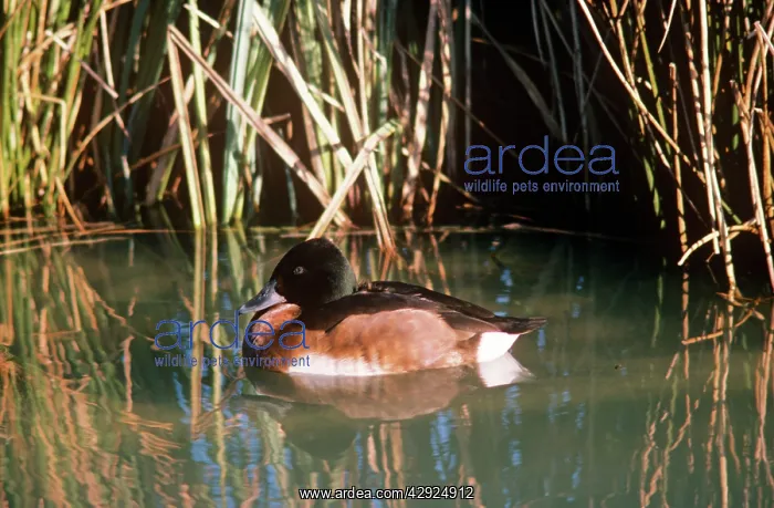 : Baer's Pochard Duck : Baer's Pochard Duck