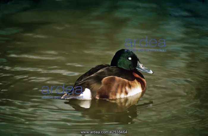  : Baer's Pochard Duck