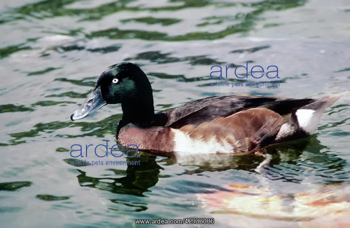 : Baer's pochard - male swimming : Baer's pochard - male swimming