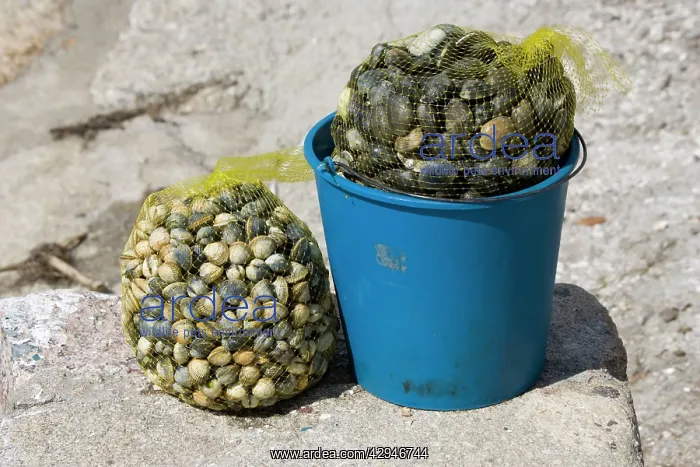 : Bag of cockles and bucket of mussels : Bag of cockles and bucket of mussels