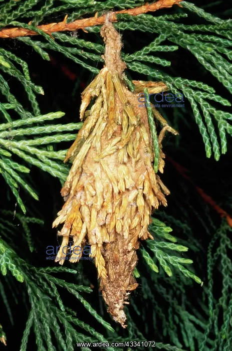 : BagMOTH - larva mimicry of Conifer : BagMOTH - larva mimicry of Conifer