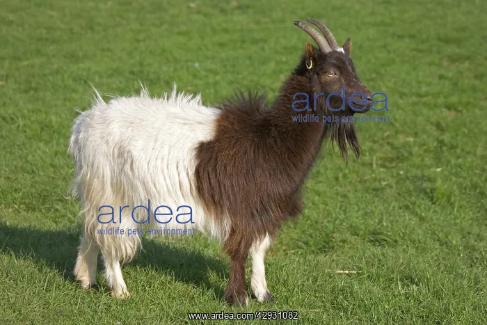 : Bagot goat at Cotswold Farm Park : Bagot goat at Cotswold Farm Park