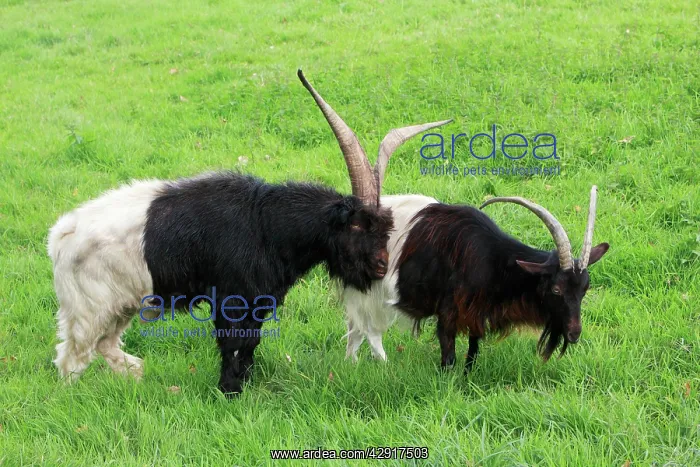: Bagot Goat - male and female on meadow : Bagot Goat - male and female on meadow