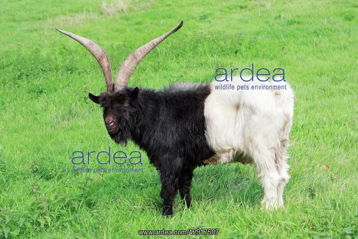 : Bagot Goat - male on meadow : Bagot Goat - male on meadow