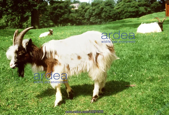 : BAGOT GOAT - in pasture, side view : BAGOT GOAT - in pasture, side view