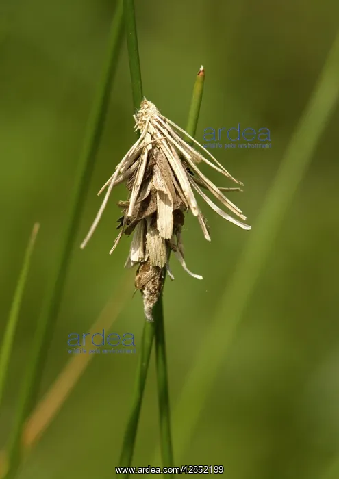 : BAGWORM / PSYCHID MOTH - larval and pupal case : BAGWORM / PSYCHID MOTH - larval and pupal case