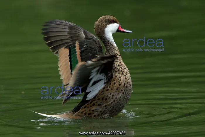 : Bahama Pintail - flapping its wings on lake : Bahama Pintail - flapping its wings on lake
