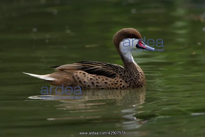  : Bahama Pintail - swimming on lake