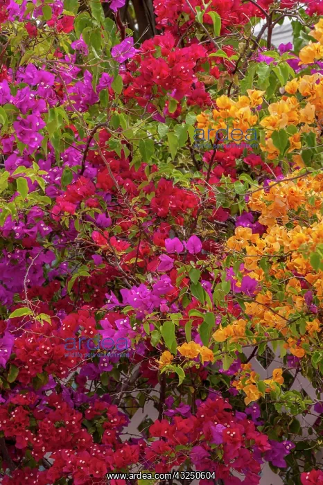 : Bahamas, Eleuthera, Princess Cays, Bougainvillea : Bahamas, Eleuthera, Princess Cays, Bougainvillea