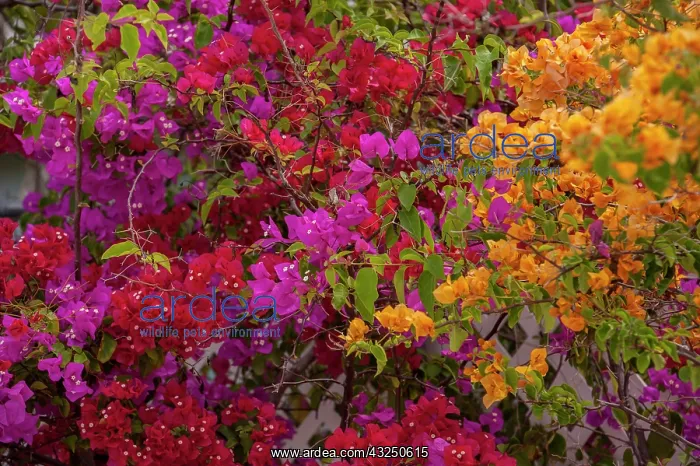 : Bahamas, Eleuthera, Princess Cays, Bougainvillea : Bahamas, Eleuthera, Princess Cays, Bougainvillea