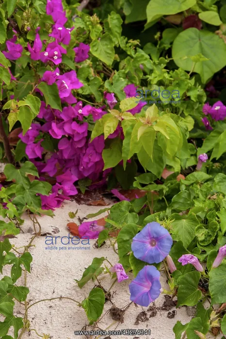 : Bahamas, Eleuthera, Princess Cays, Morning : Bahamas, Eleuthera, Princess Cays, Morning