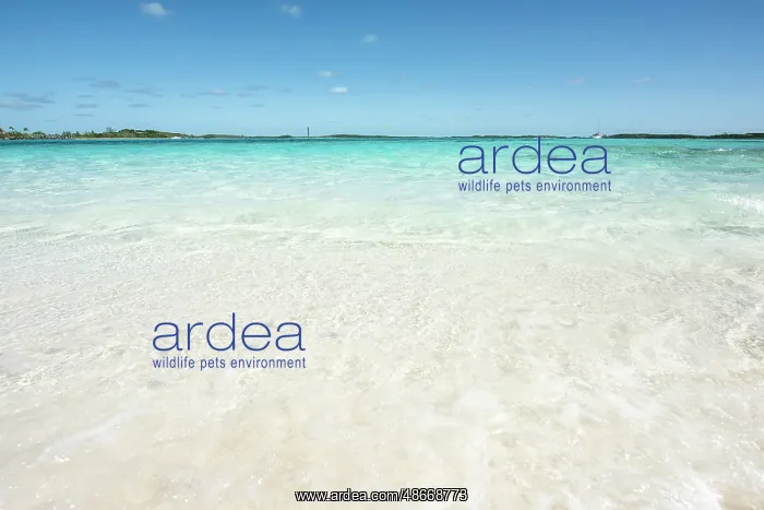: Bahamas, Exuma, Norman Cay. Beautiful crystal clear blue : Bahamas, Exuma, Norman Cay. Beautiful crystal clear blue