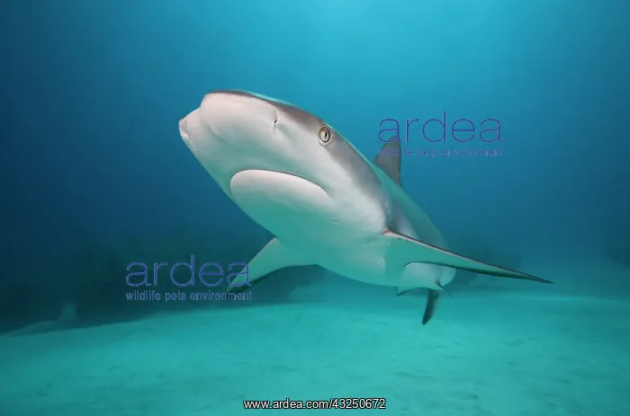 : Bahamas, Grand Bahama Island, Freeport : Bahamas, Grand Bahama Island, Freeport