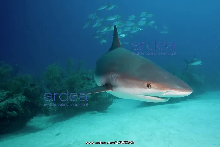  : Bahamas, Grand Bahama Island, Freeport