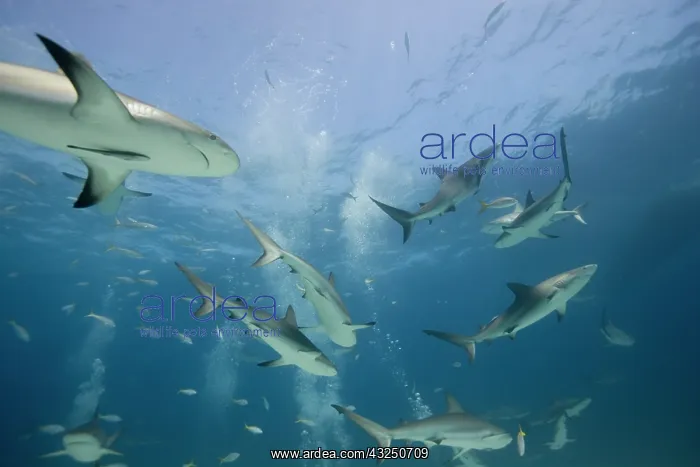 : Bahamas, New Providence Island, Caribbean : Bahamas, New Providence Island, Caribbean