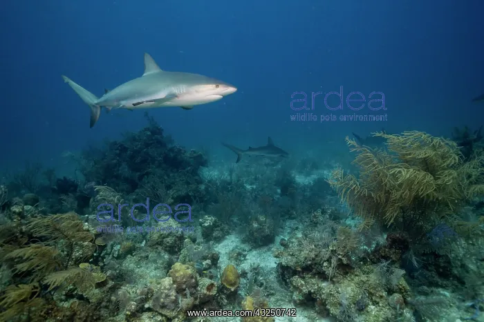 : Bahamas, New Providence Island, Caribbean : Bahamas, New Providence Island, Caribbean