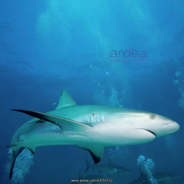 : Bahamas, New Providence Island, Caribbean : Bahamas, New Providence Island, Caribbean