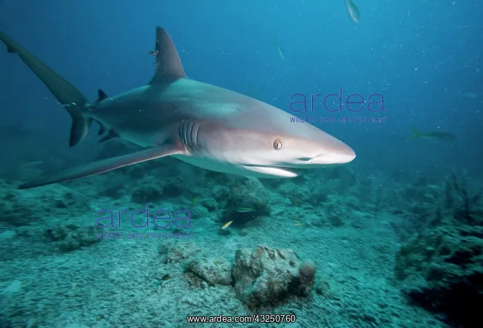 : Bahamas, New Providence Island, Caribbean : Bahamas, New Providence Island, Caribbean