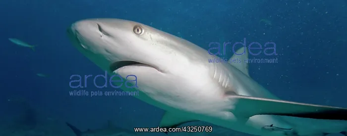 : Bahamas, New Providence Island, Caribbean : Bahamas, New Providence Island, Caribbean