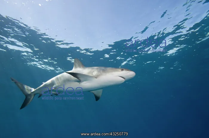 : Bahamas, New Providence Island, Caribbean : Bahamas, New Providence Island, Caribbean
