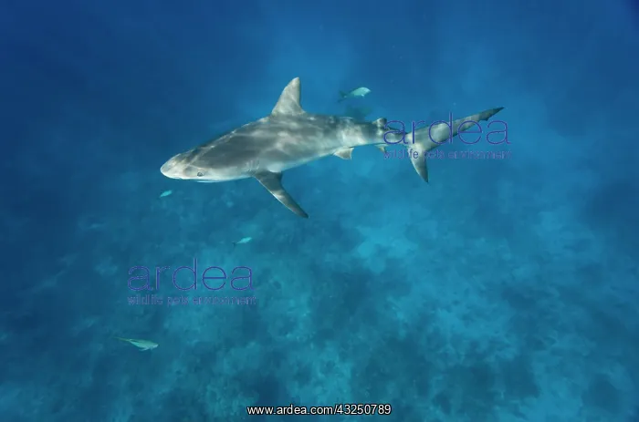 : Bahamas, New Providence Island, Caribbean : Bahamas, New Providence Island, Caribbean