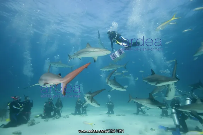 : Bahamas, New Providence Island, Scuba divers : Bahamas, New Providence Island, Scuba divers