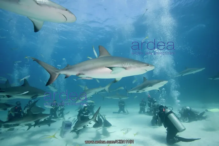 : Bahamas, New Providence Island, Scuba divers : Bahamas, New Providence Island, Scuba divers