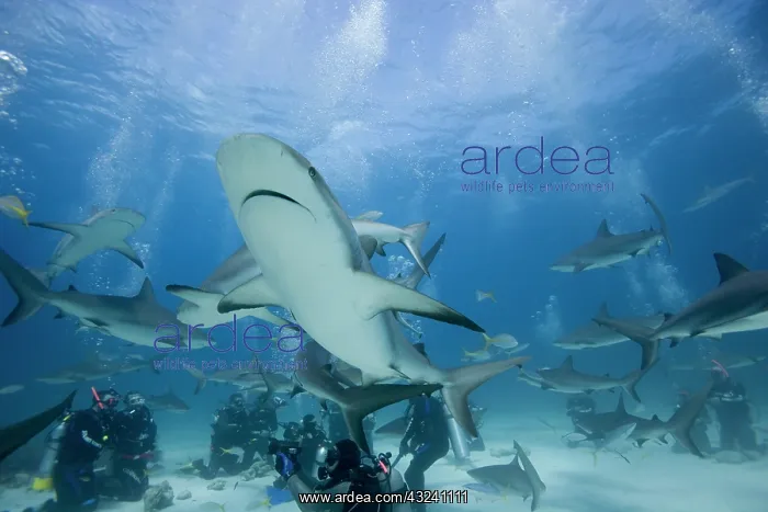 : Bahamas, New Providence Island, Scuba divers : Bahamas, New Providence Island, Scuba divers